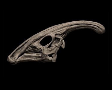 Parasaurolophus skull