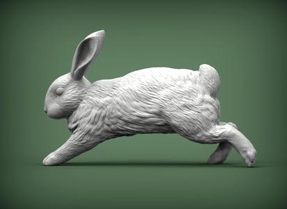 Rabbit running