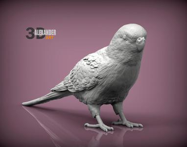 Budgerigar