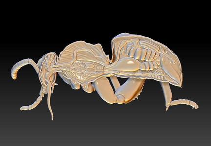 honey bee anatomy