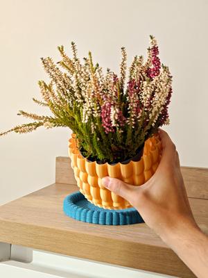 Sen | Planters