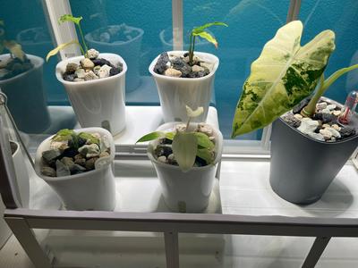Ikea “Åkerbär” Display Stand
