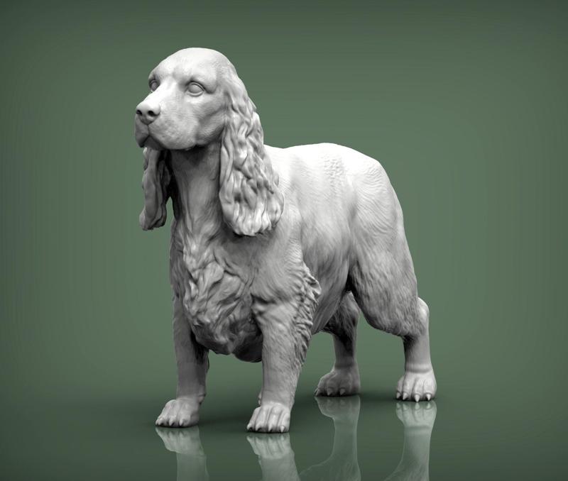 English Cocker Spaniel