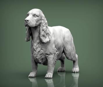 English Cocker Spaniel