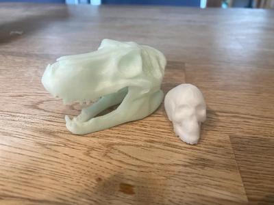 T-Rex Skull