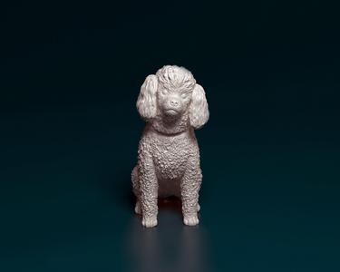 Toy Poodle sitting