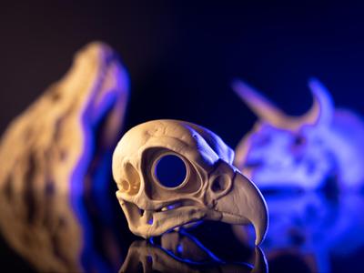 Falcon Skull Fossil