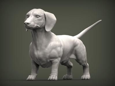 dachshund