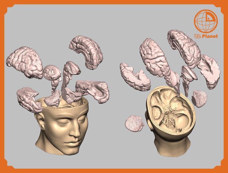 Human Brain Medical Model  For Educational Purposes