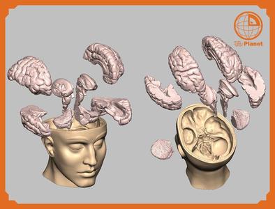 Human Brain Medical Model  For Educational Purposes