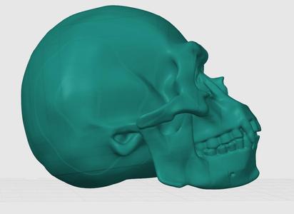 Gorilla skull