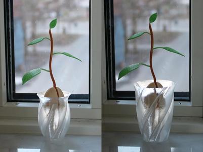 Avocado seed vases