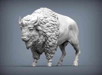 Bison
