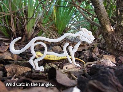 Wild Catz… with Jaws that Bite and Growl!