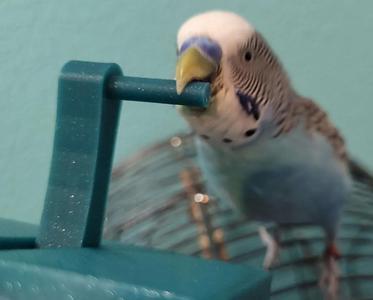 Lever Toy – For Pet Budgie