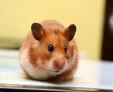 Serian and Russian hamster tubes large and small modular