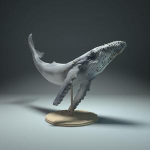 Humpback Whale