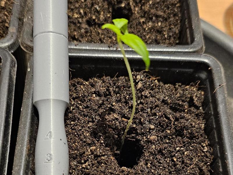 Planting dibble tool
