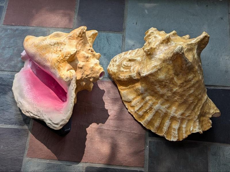 Conch horn