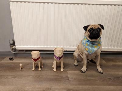 Giant single extruder multicolour low poly pug