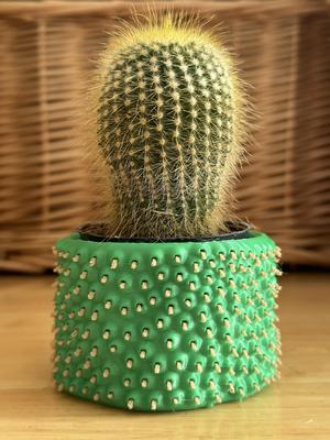 Cactus Container