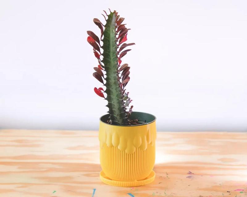 honey pot planter (vase mode)