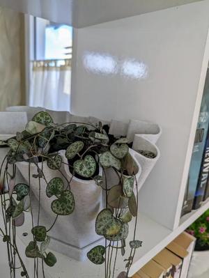 Vase Design