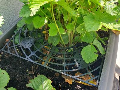 Strawberry Grid