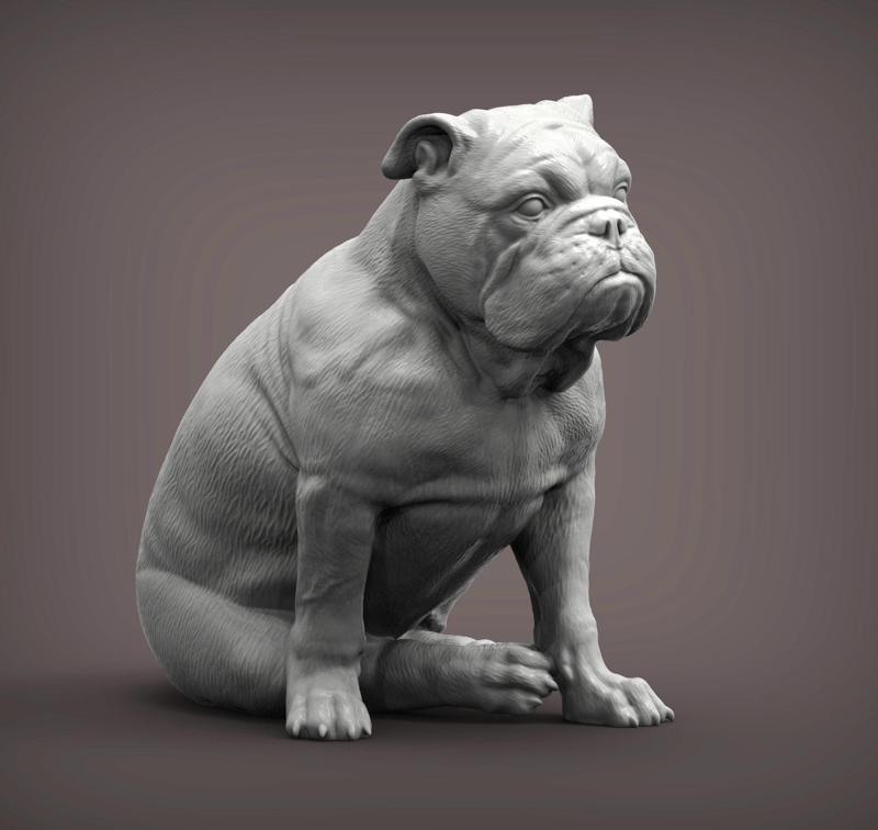 English bulldog