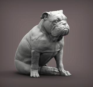 English bulldog