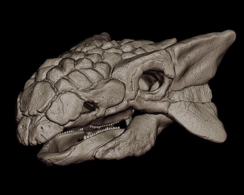 Ankylosaurus Skull