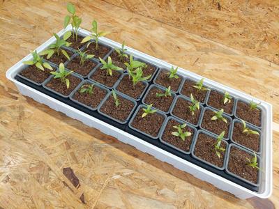 Compact Seedling Organizer (12 Pots)