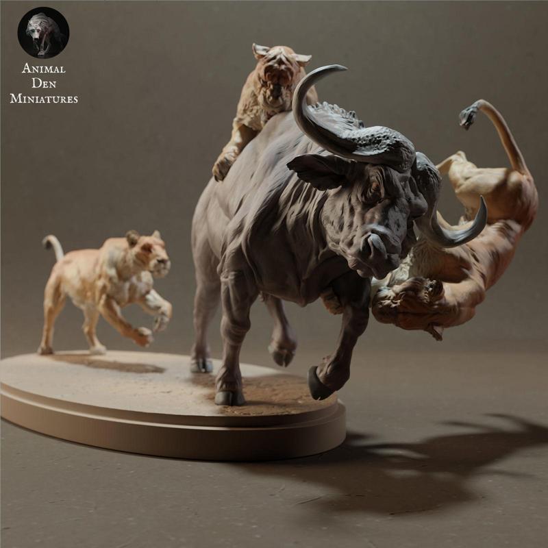 Lionesses Hunting Cape Buffalo