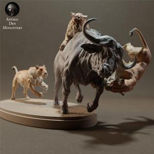 Lionesses Hunting Cape Buffalo