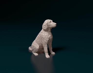 Labradoodle