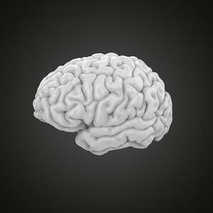 Brain human