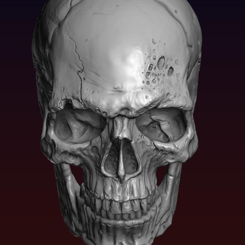 Skull detailed