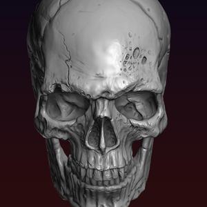 Skull detailed