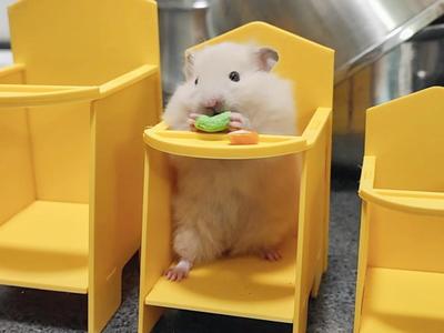 Hamster Dining Table
