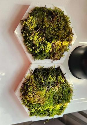 Vertical Planter