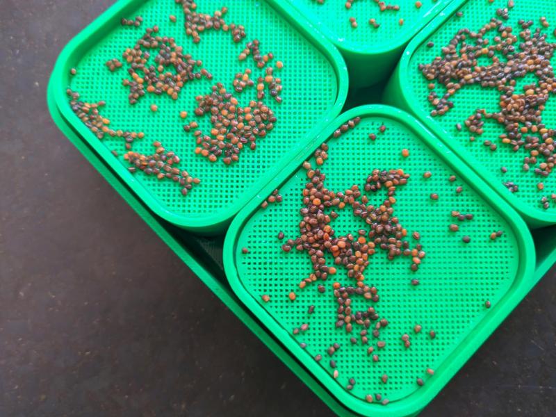 Microgreens Mesh Inlay