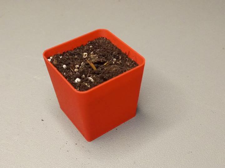 Reusable seeding pot – MiFa GrowSystem