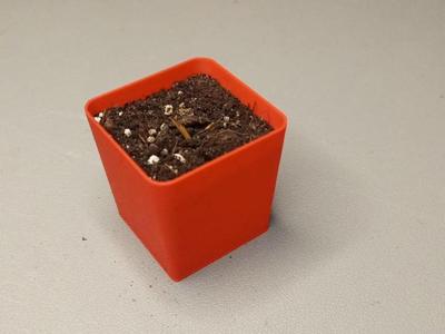 Reusable seeding pot – MiFa GrowSystem