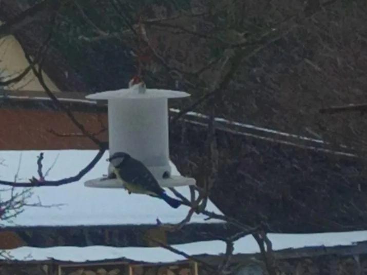 Bird feeder