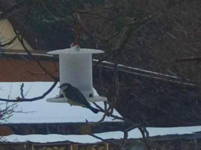 Bird feeder