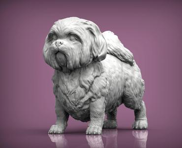 British Shih Tzu