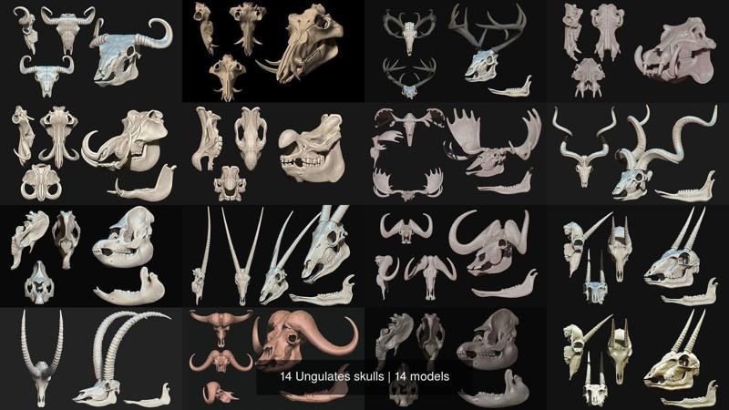 14 Ungulates skulls 3D Model Collection