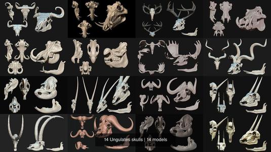 14 Ungulates skulls 3D Model Collection