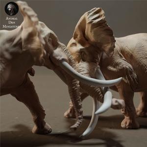 Elephant Bulls Fight