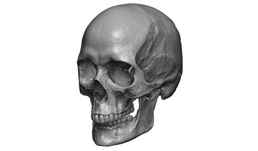 Female human skull- realistic 3d print model- 3 versions set